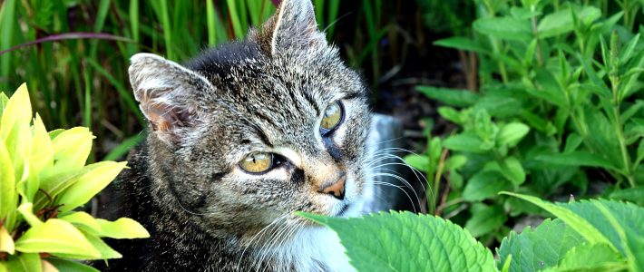 Eosinophiles Granulom bei Katzen